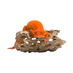 Cholla cactus, S, Habitech - фото - 2